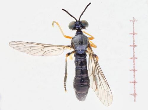 Réf. 325 667 : Dioctria longicornis